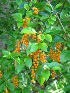 Taubenbeere