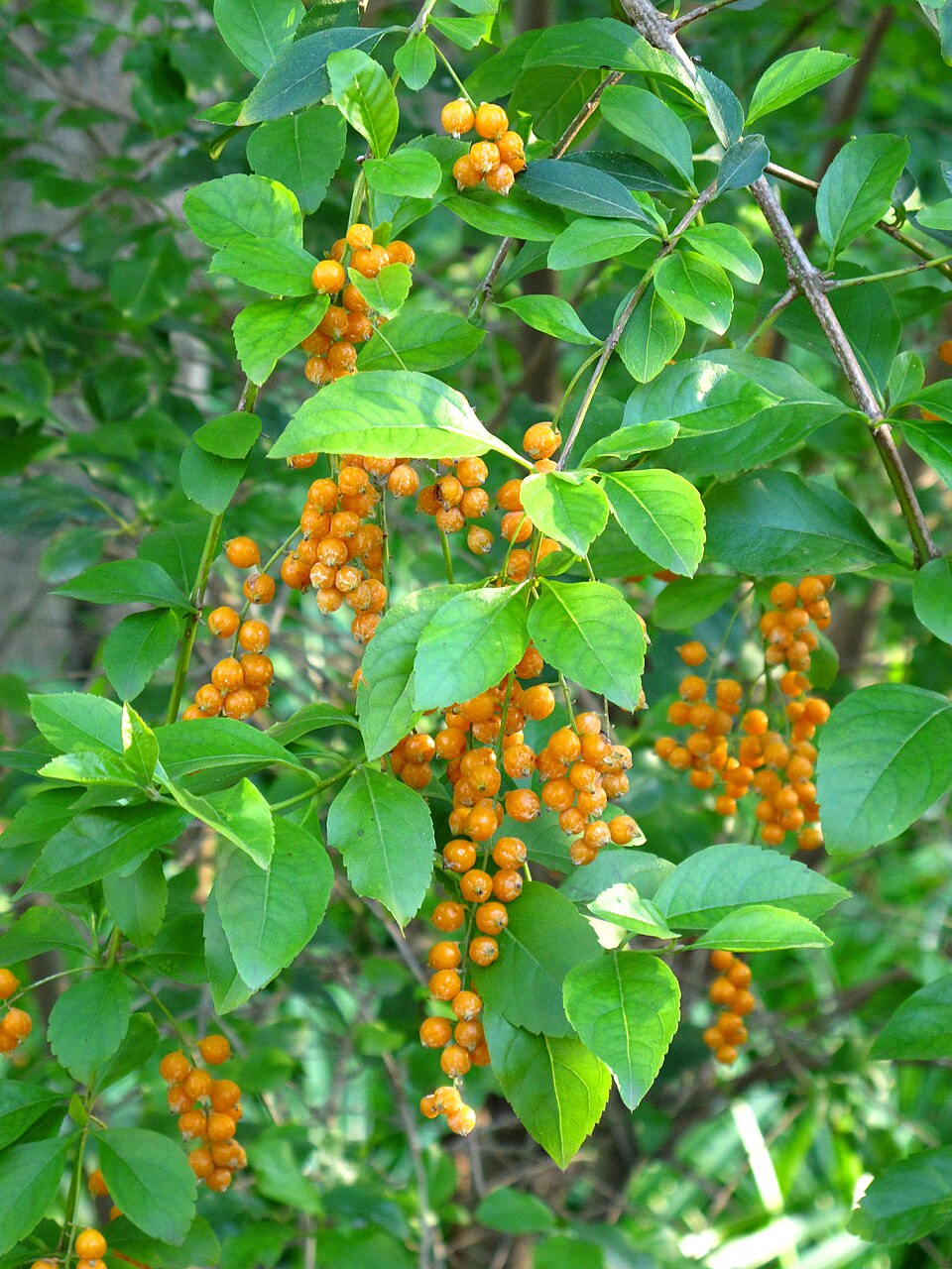 Taubenbeere