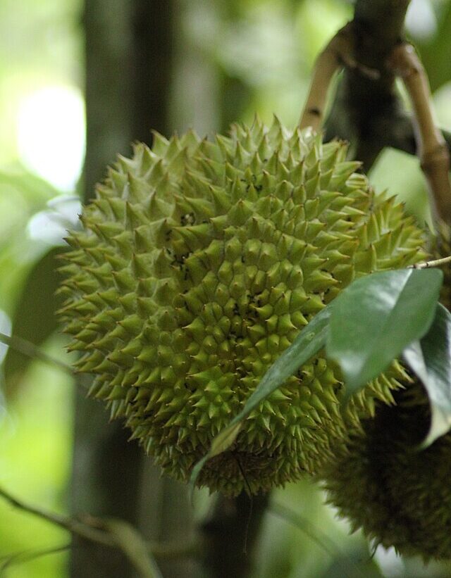 Durian
