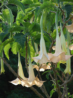 Trompeta de ángel