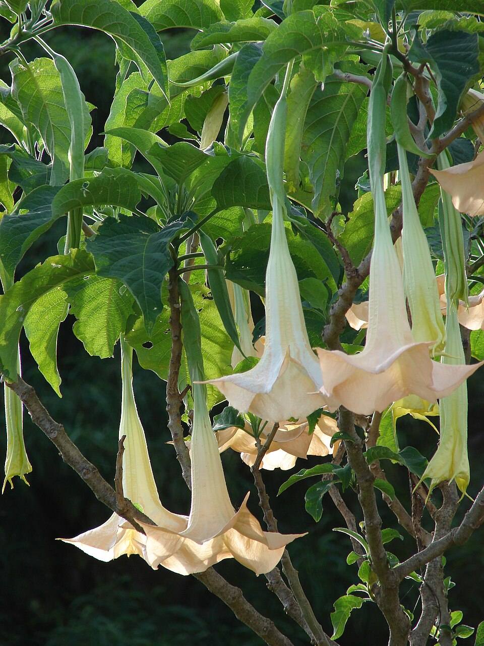 Trompeta de ángel