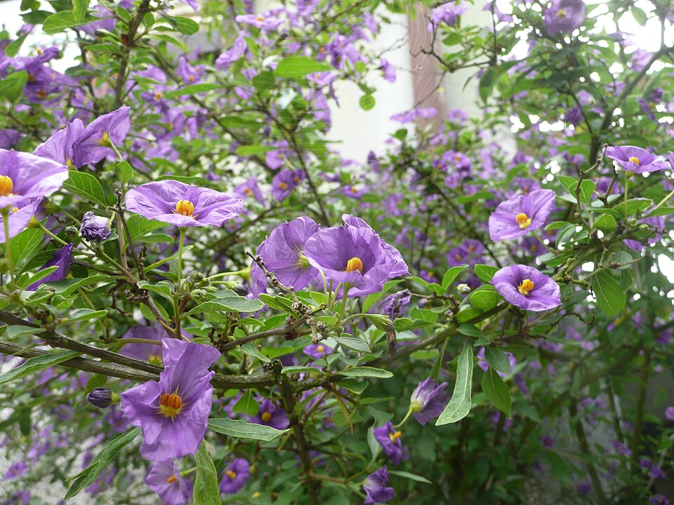 Estrecho de genciana