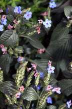 Eranthemum azul