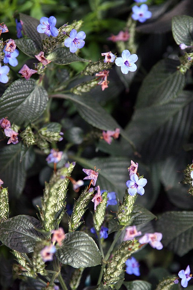 Blaue Eranthemum
