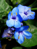 Eranthemum azul