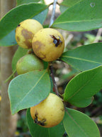 Guayaba fresa