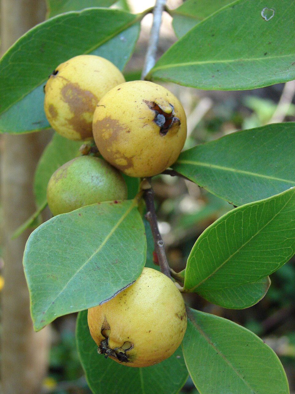 Guayaba fresa
