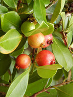 Guayaba fresa