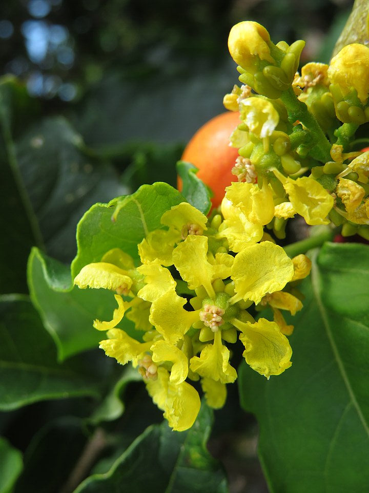 Fruta de mantequilla de cacahuete