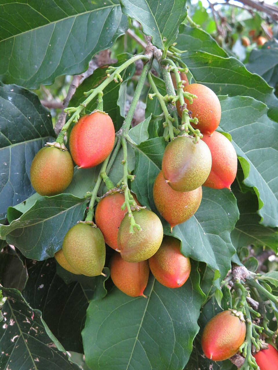Fruta de mantequilla de cacahuete