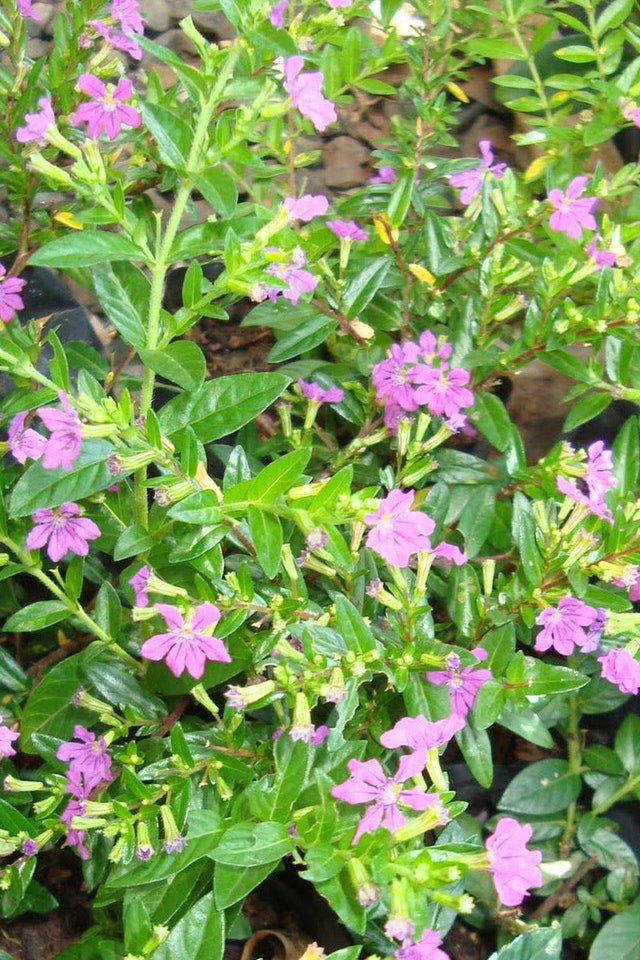 Erica / Kapheide