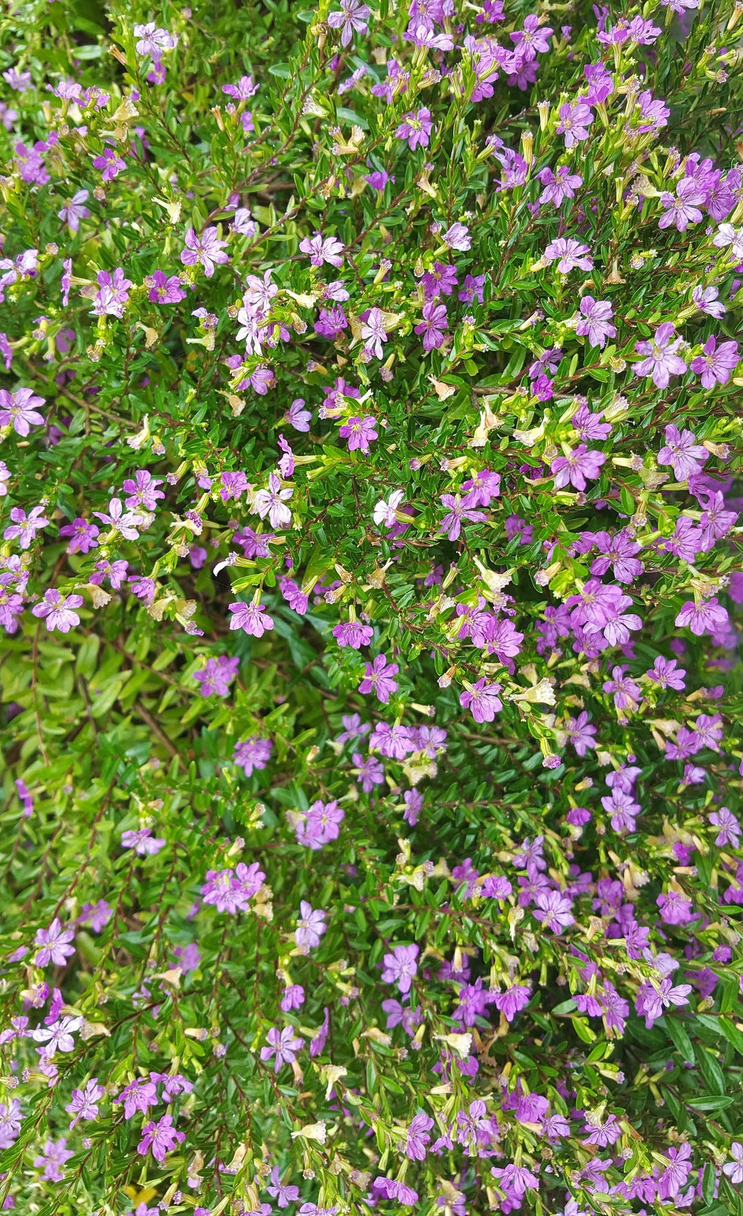 Erica / Kapheide