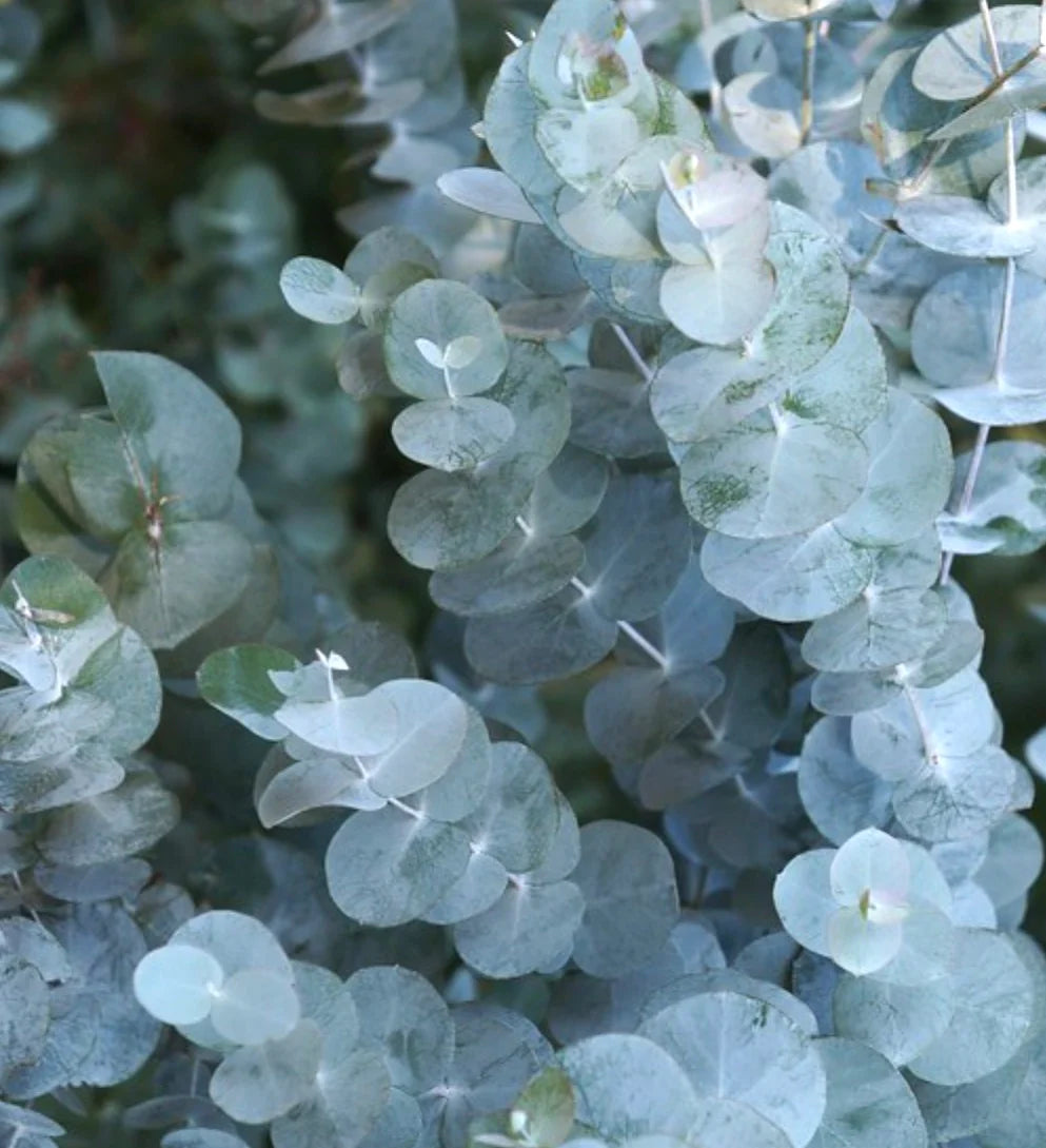 Eukalyptus menthol