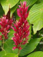 Manto rojo