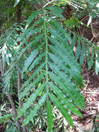 Farnblattbaum