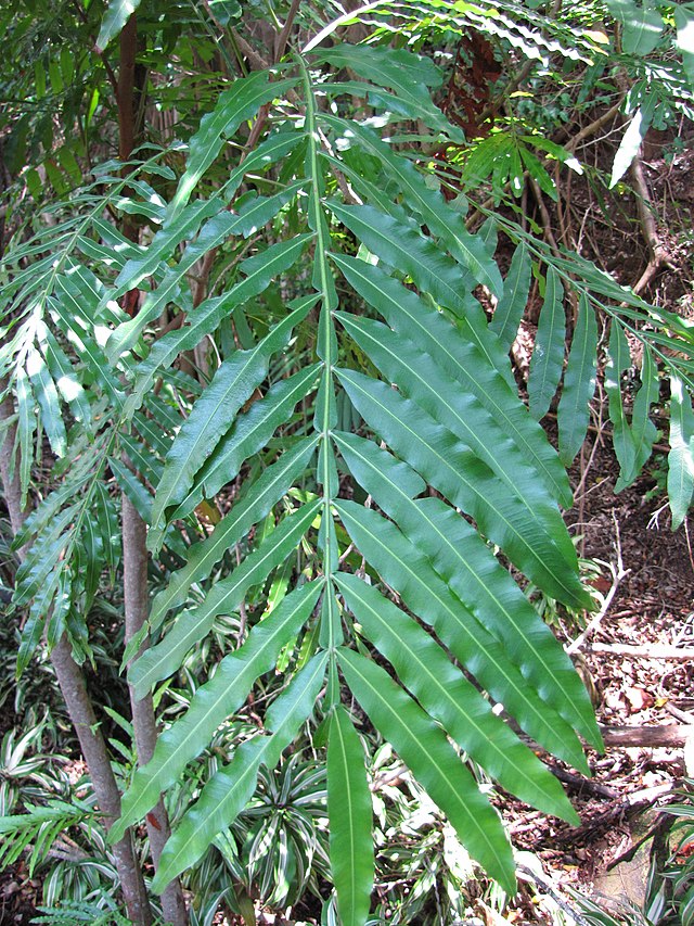 Farnblattbaum