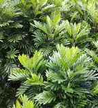 Farnblattbaum