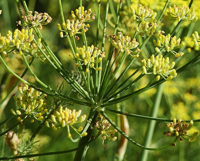 Fenchel