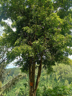 Ficus Benjamina