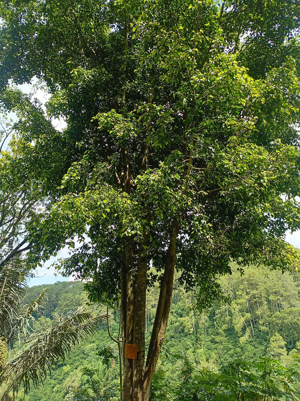Ficus Benjamina