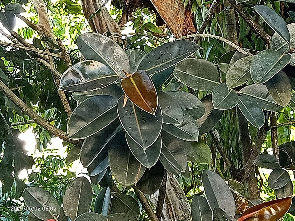 Árbol de caucho