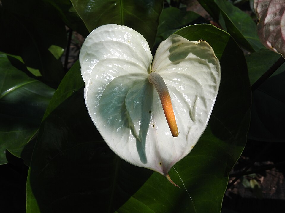 Anturio