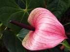 Anturio