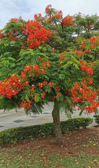 Royal Poinciana / Flamboyant Tree
