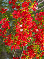 Royal Poinciana / Flamboyant Tree