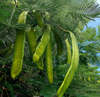 Royal Poinciana / Flamboyant Tree