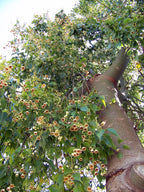 Árbol botella australiano