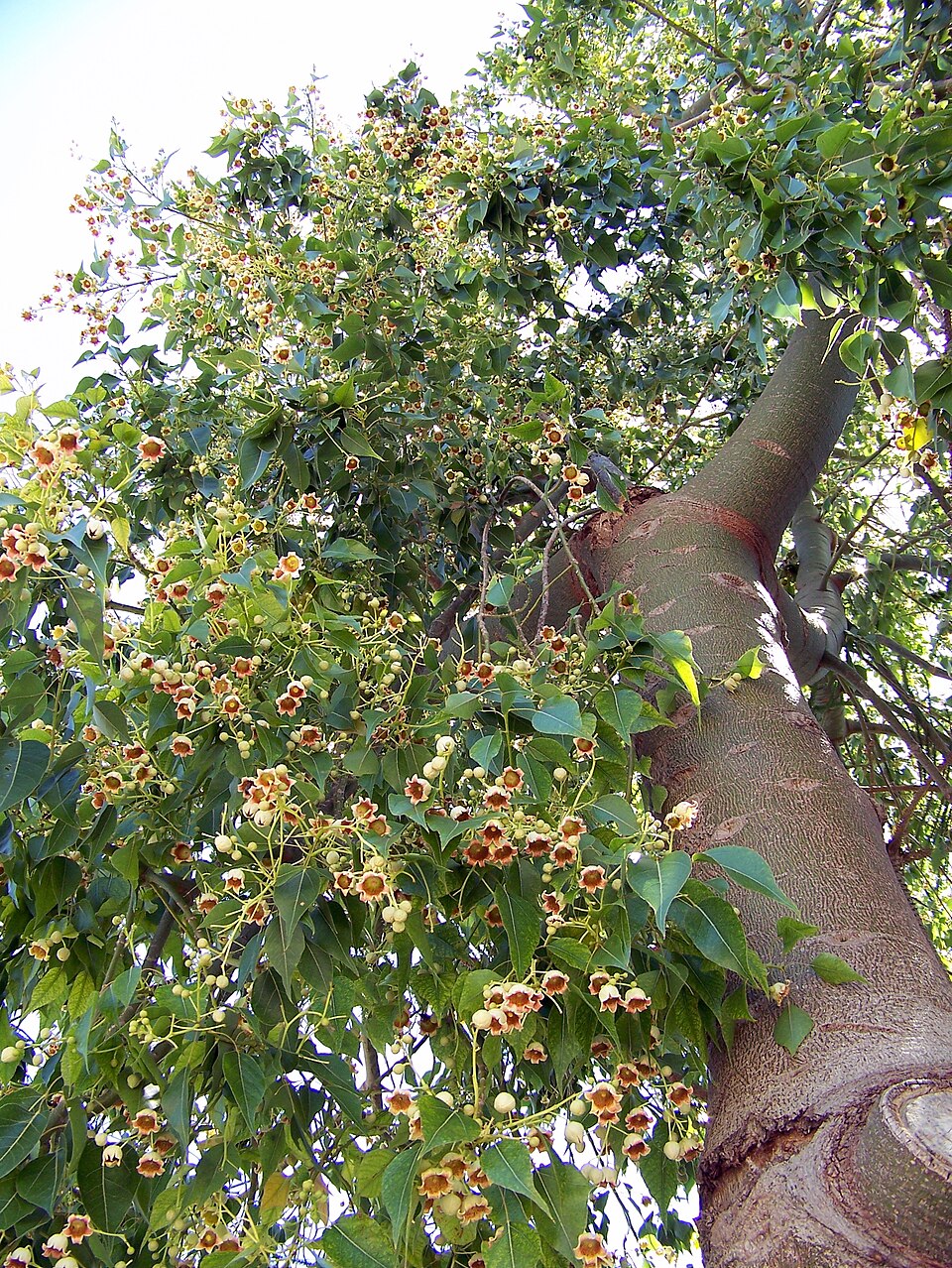 Árbol botella australiano