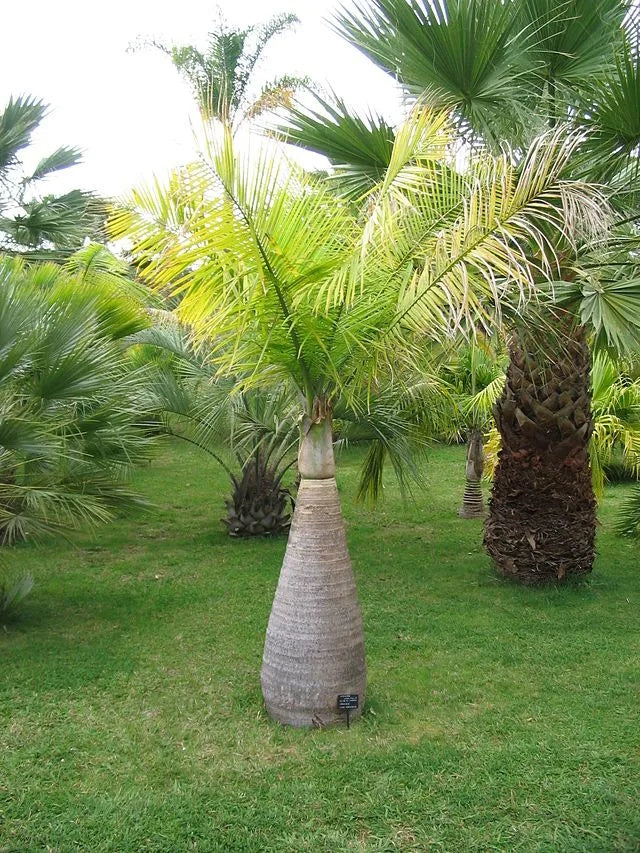 Palma botella
