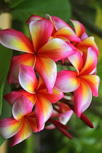 Frangipani
