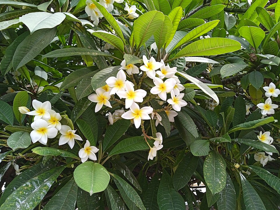 Frangipani