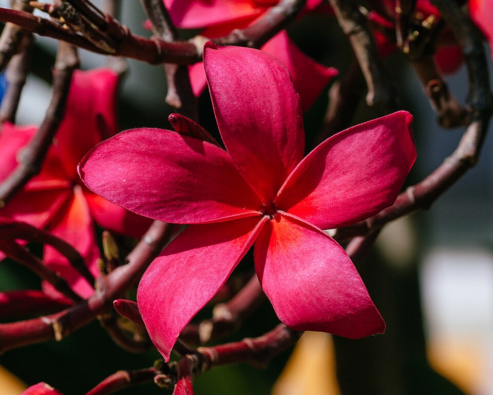 Frangipani
