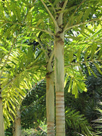Foxtail Palm