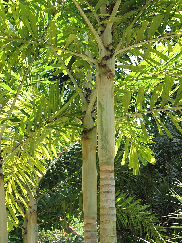 Foxtail Palm