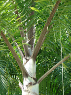 Foxtail Palm