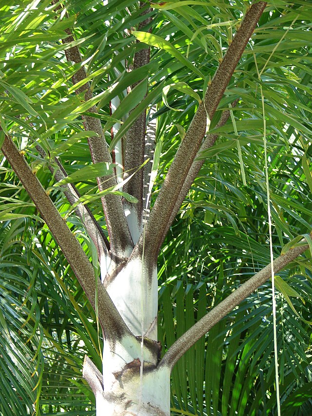 Foxtail Palm