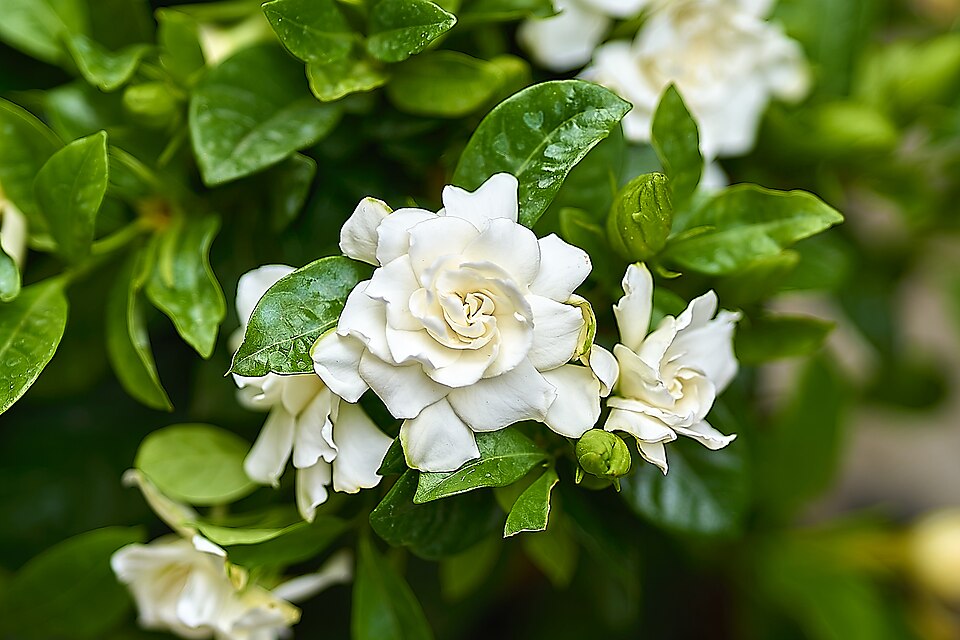 Gardenia