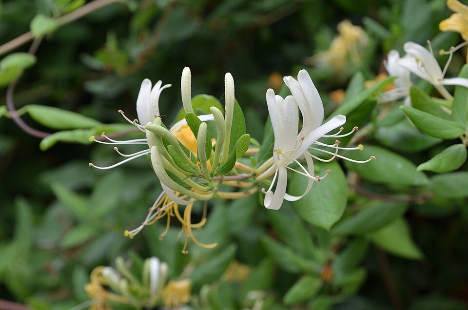 Madreselva de jardín