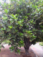 Ficus lyrata / Pandurata