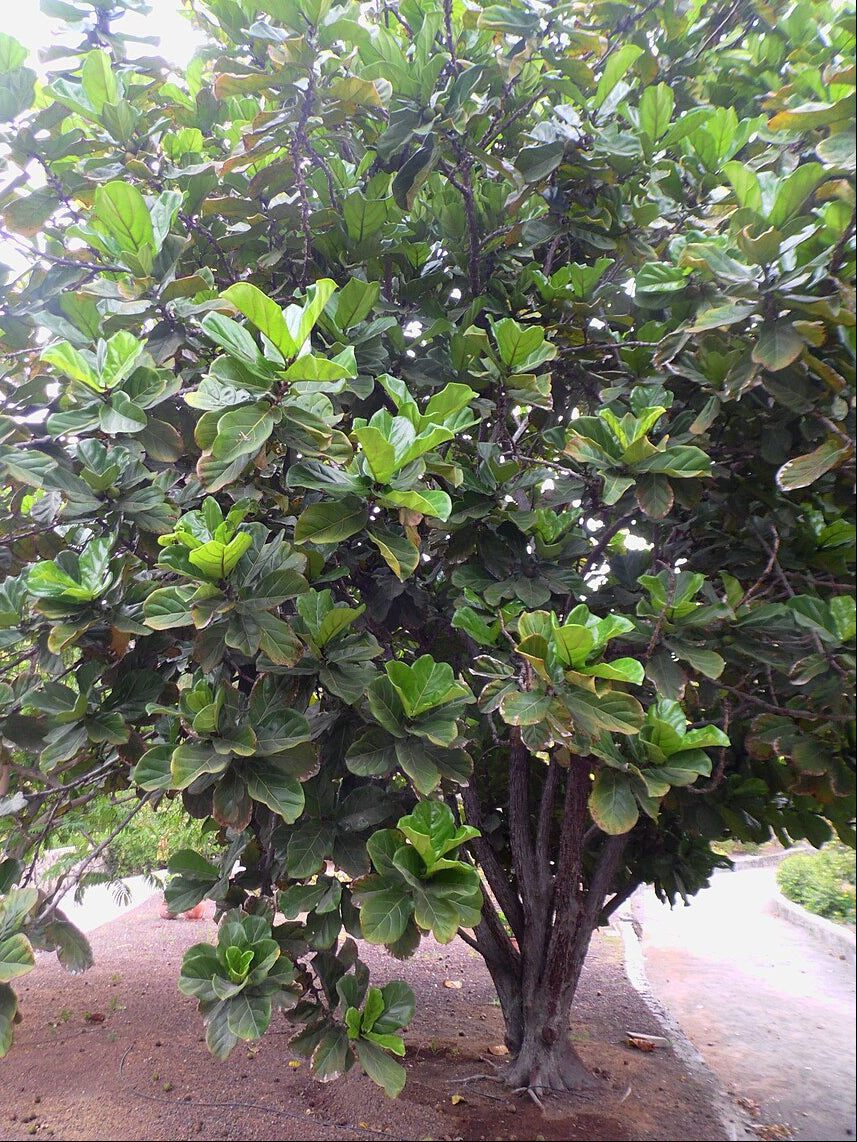 Ficus lyrata / Pandurata
