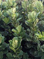 Ficus lyrata / Pandurata