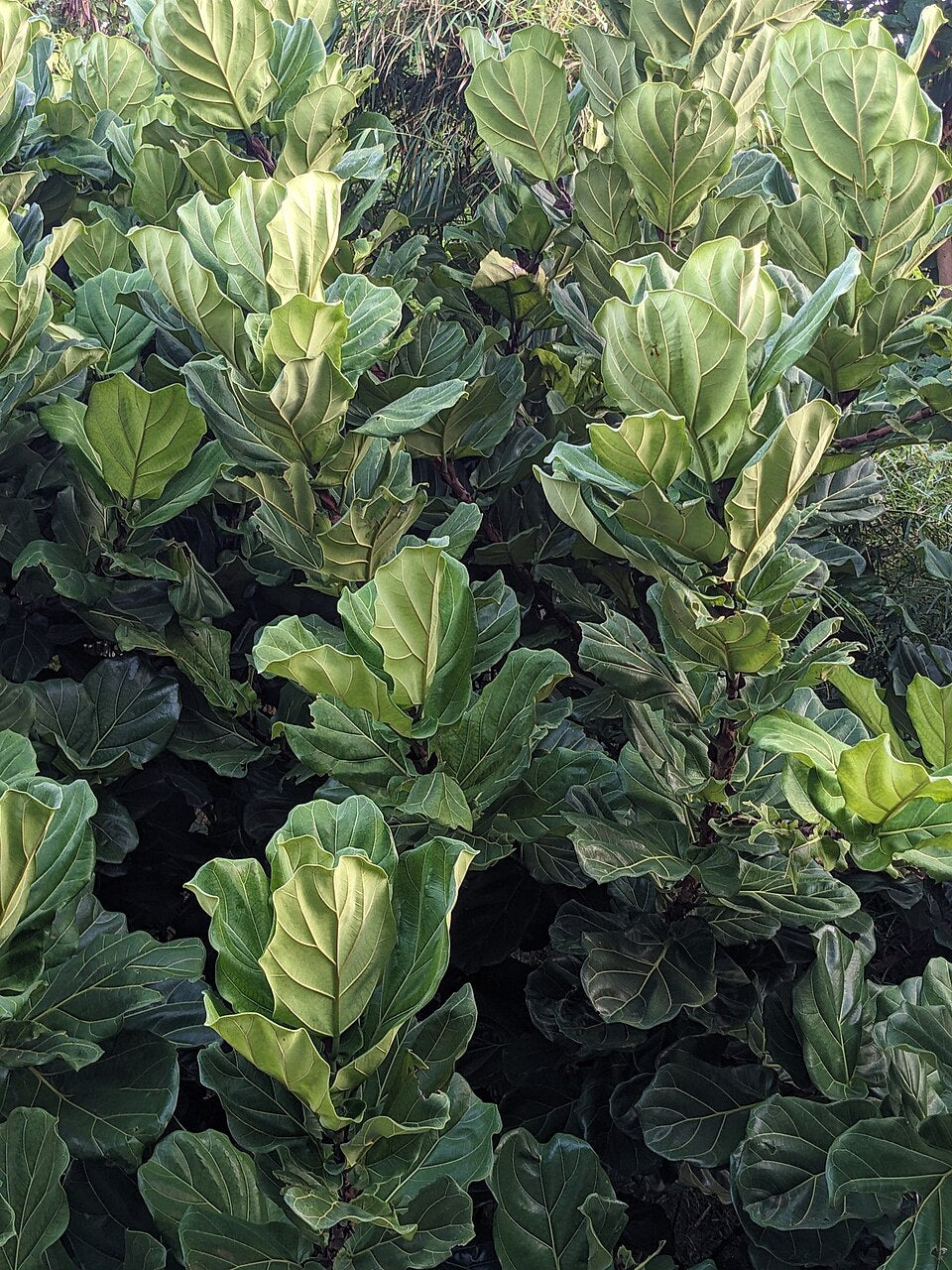 Ficus lyrata / Pandurata