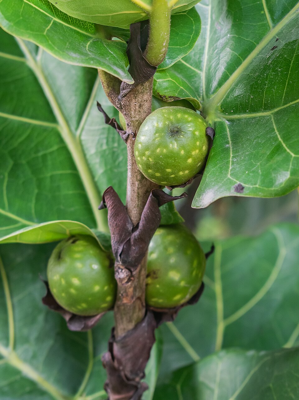 Ficus lyrata / Pandurata