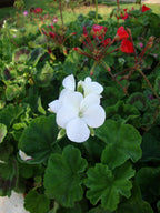 Geranium