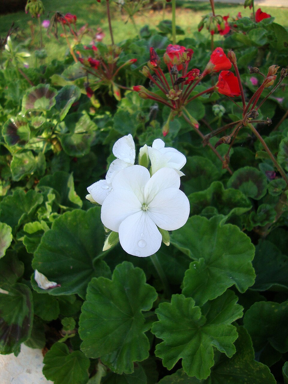 Geranium