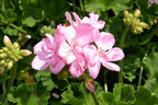 Geranium